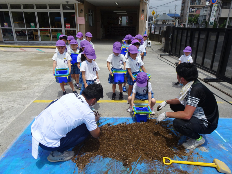 アサガオ鉢植え 川口さかえ幼稚園 埼玉県青川口市の幼稚園